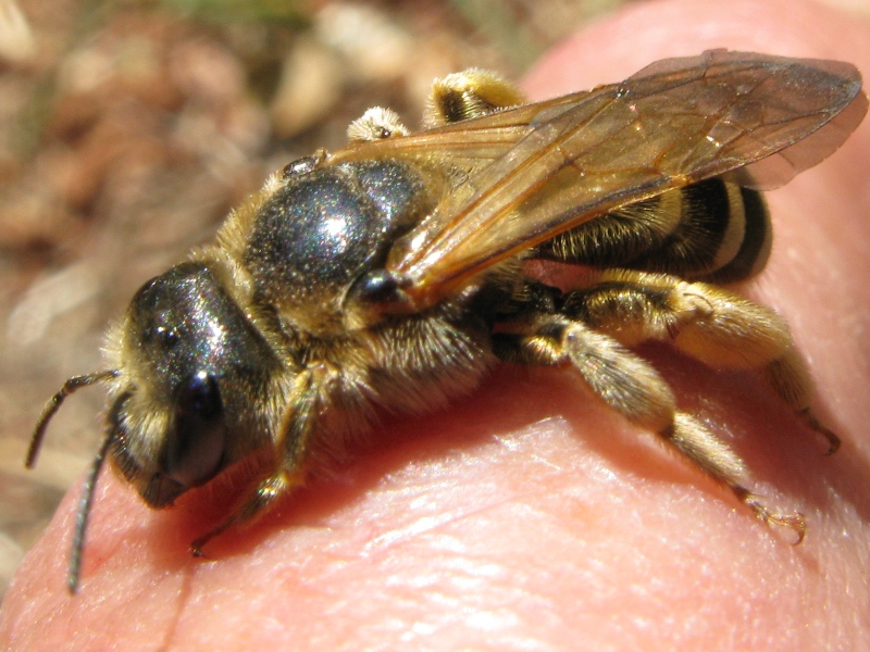 femmina di Halictus sp.